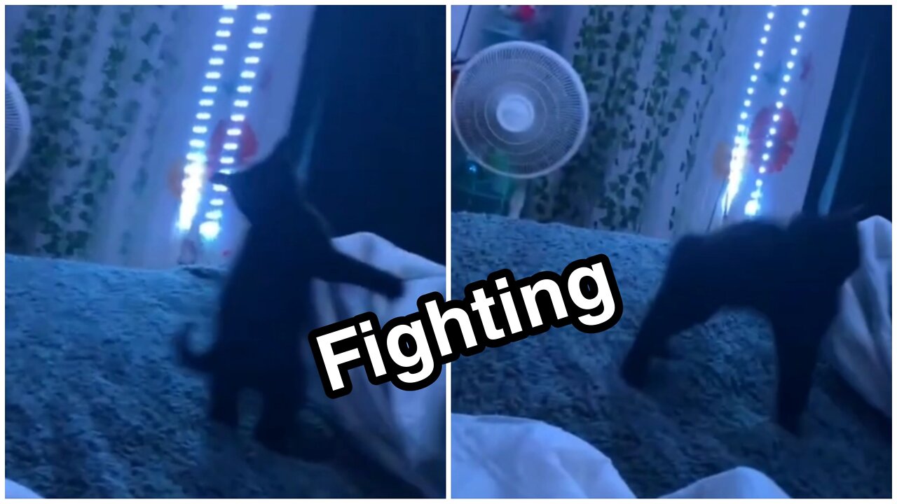 My Pet Fighting with my legs