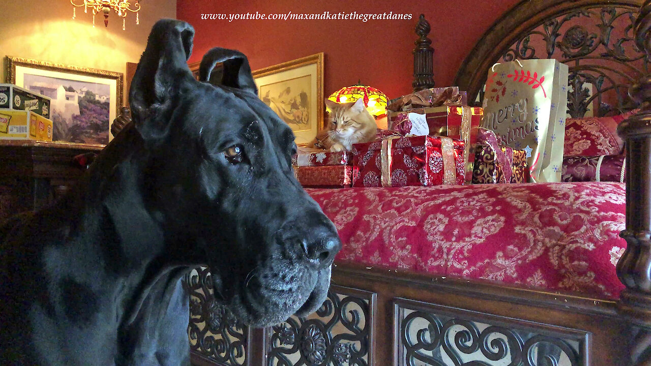 Gorgeous Cat and Great Dane Enjoy Boxing Day Holiday Fun