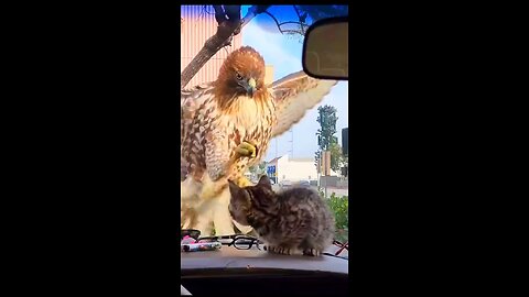 foolish eagle