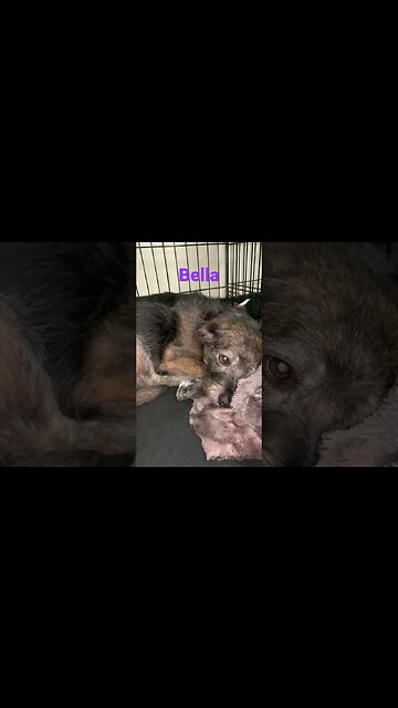 [Shorts 0191] BELLA [#dogs #doggos #doggos #puppies #dogdaycare]