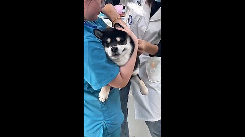 Funny Animals Videos
