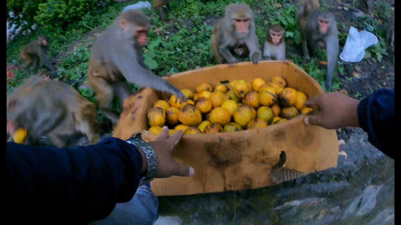 Amazing monkey video || So many monkey eating sugar supari mango || feeding sugar supari mango