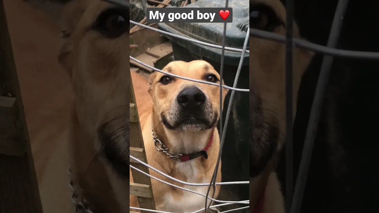 Beautiful dog greets owner ❤️