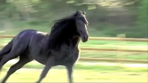 10 Beautifully Colored Rare Horse Breeds66 1