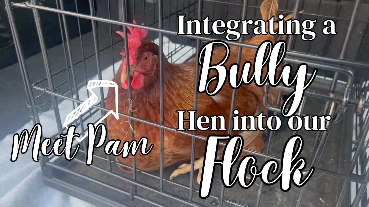 Adding a Bully Hen to our flock | What were we thinking?