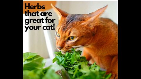 Superb herbs that are beneficial to your cats!