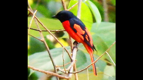 Scarlet Minivet bird video