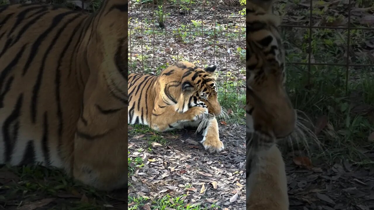 AWE - I L@VE this!! Simba Tiger enjoying an after-breakfast bath