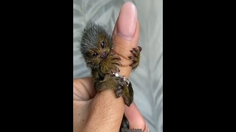 Cutest baby animal video