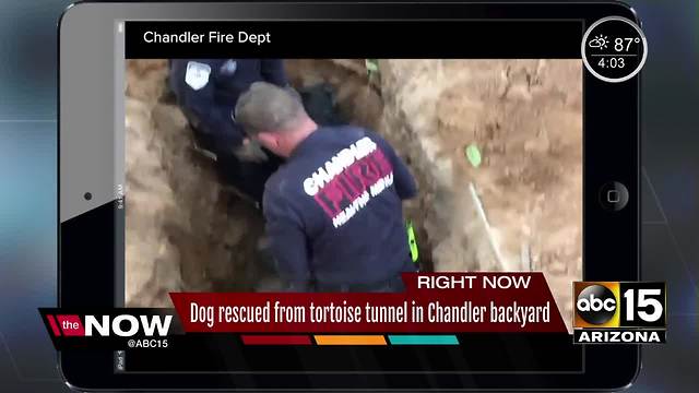 Chandler dog rescued from backyard hole