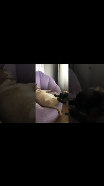 This is boi and he has taken over my new purple chair at the beauty parlor! #Shorts