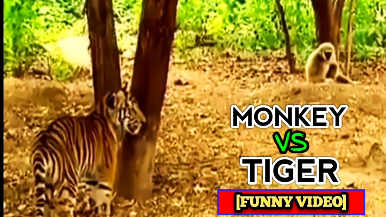 A Monkey Bullies Two Tigers! -(Funny Video)