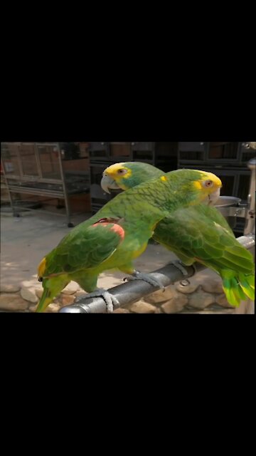 Amazona oratrix HALLO