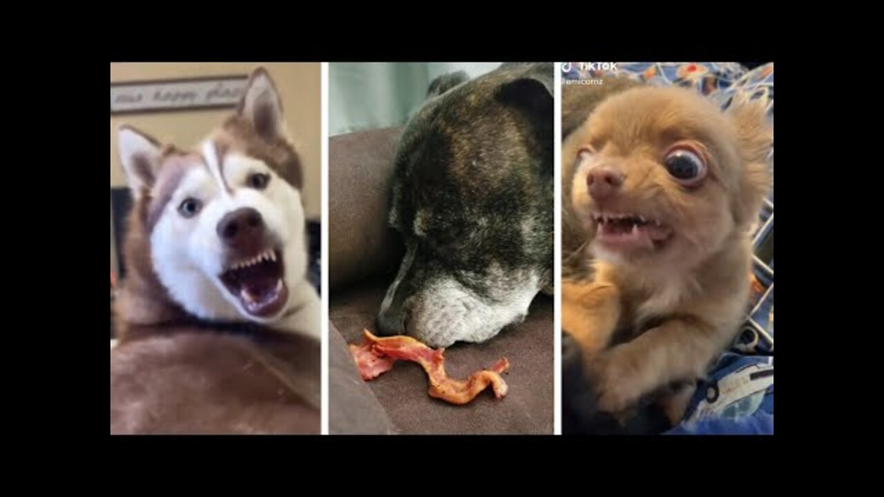 Cute & funny dog -tik tok funny dog