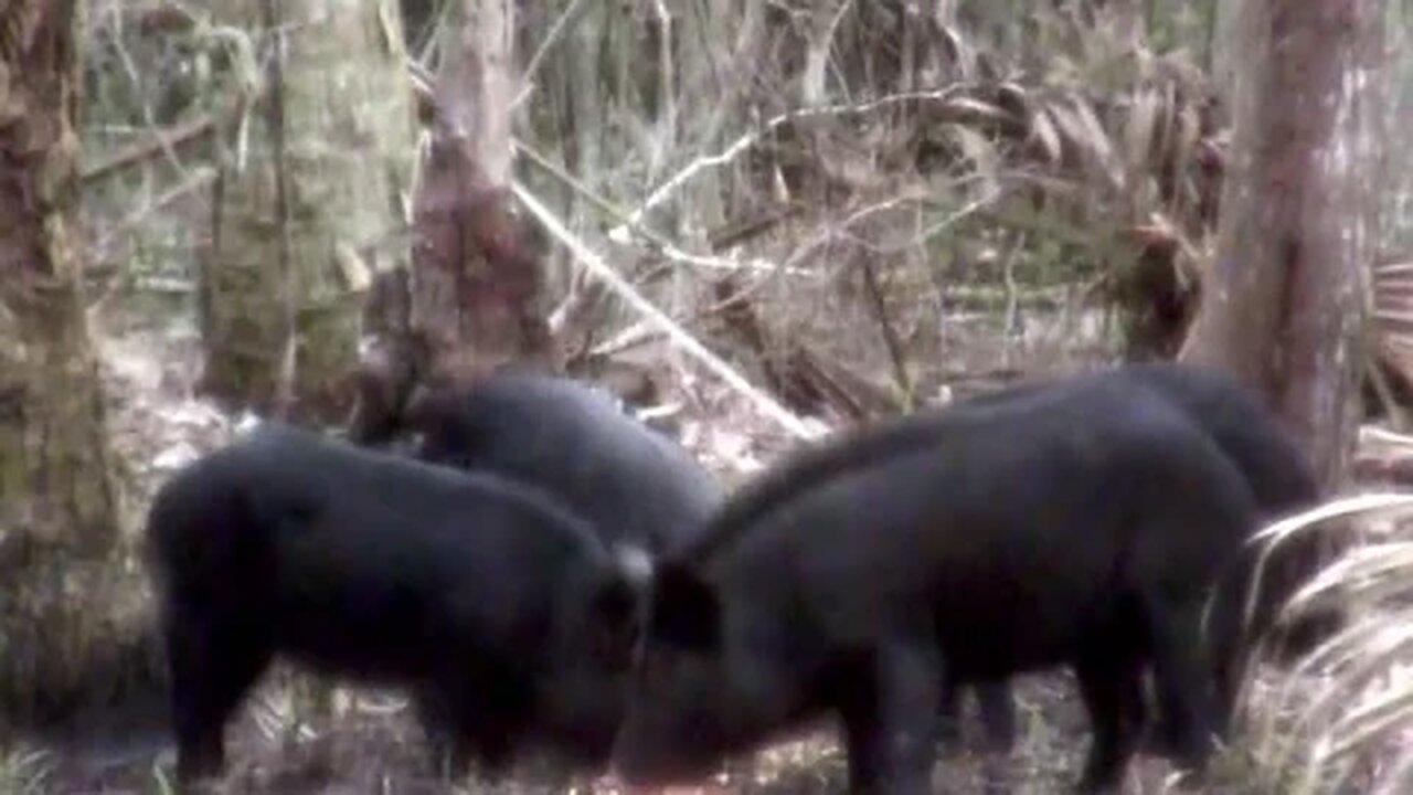 3 hogs with one shot!