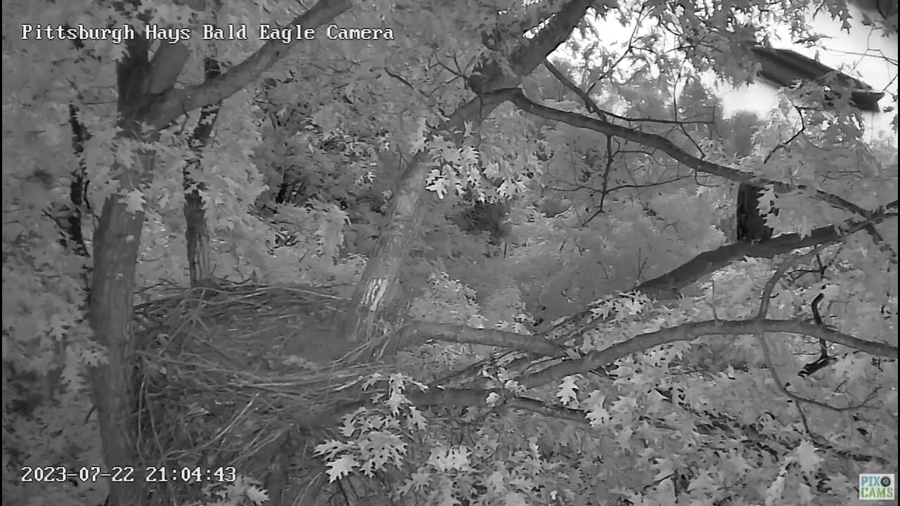 Hays Eagles Mom relaxing on the incline, barge passes upriver. 07-22-2023 21:05