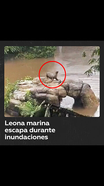 Una leona marina escapa de su recinto en medio de las inundaciones