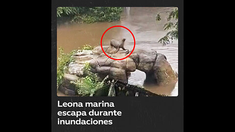 Una leona marina escapa de su recinto en medio de las inundaciones