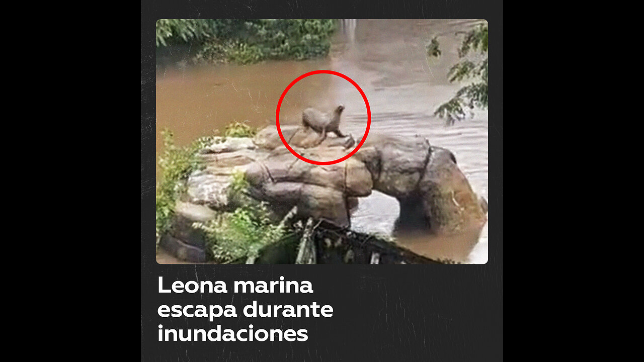 Una leona marina escapa de su recinto en medio de las inundaciones