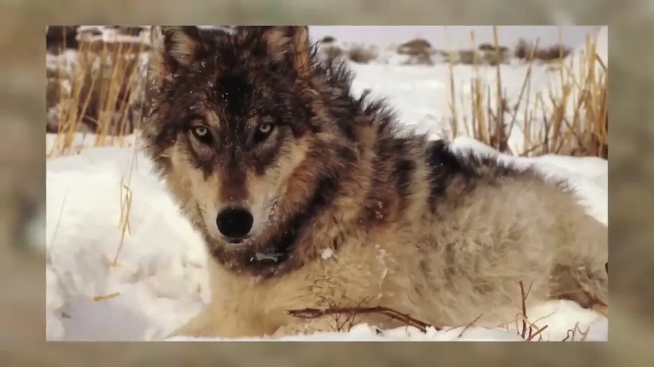 Man Saved this Wolf and her Cubs, but 4 Years later THIS happens 6