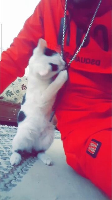 The beautiful cat is amused