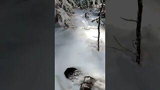 Glorious Pow Turns #short #shorts #snowboarding #snowboard #pow #powder #trees