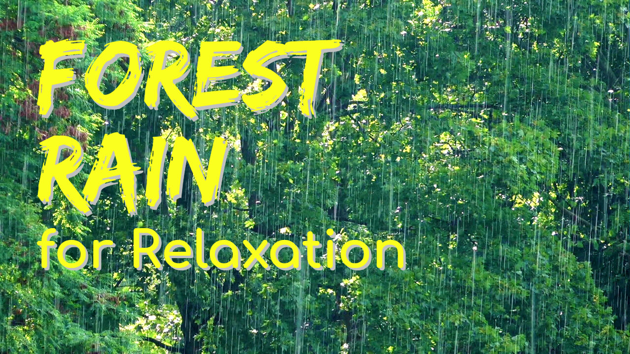 Forest Rain for Relaxation | Rain Series | Ambient Sound | What Else Is There?