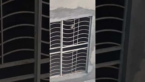 Evening routine of baby owl