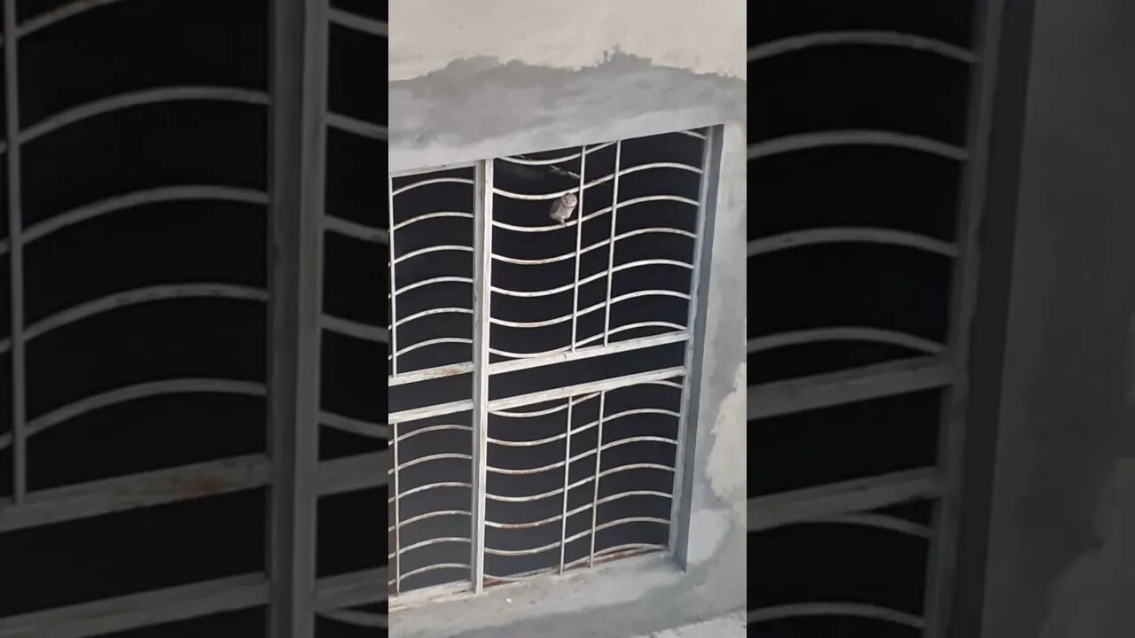 Evening routine of baby owl