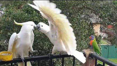 Homem recebe diariamente visita de bando de aves incríveis