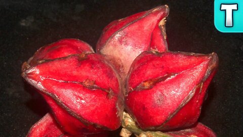 Fruits You've Never Heard Of | Wild Star Fruit