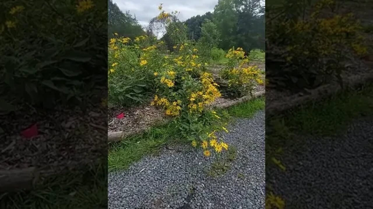 GIGANTIC Jerusalem Artichokes!