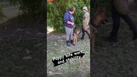 Malinois puppy bite work and stability