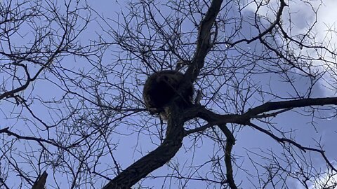 Sleeping raccoon different angle