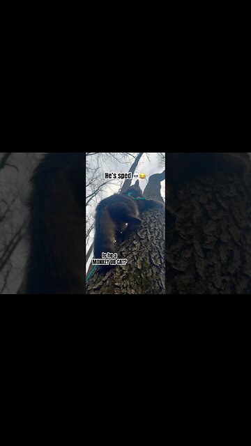 This is a close call!!! 🙀💀 #shorts#cat#asmr#fight#adley#aphmau#videos#mrbeast#spyninja#slime#funny