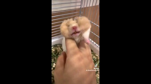 Hamster in deep sleep