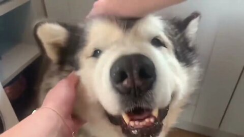 Giant Sulking Dog Hates Bath Time But Baby Helps Him (Cutest Duo EVER!!)-1