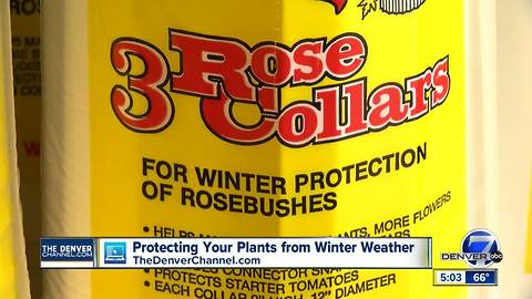 Snow is coming to Denver on Monday, so let’s talk about how to protect your plants