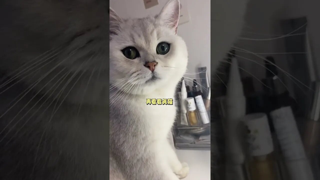 A cat who likes looking in the mirror