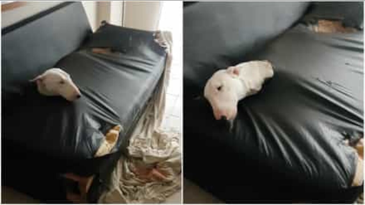 Cane distrugge un sofà per dormirci dentro