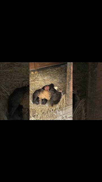Australian pit game bantam holding her chicks