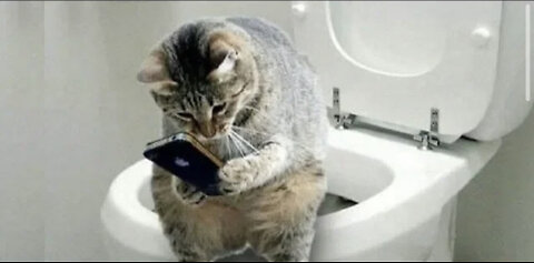 Funny And Cute Cat’s Life, Cats And Owners Are The Best Friends Videos