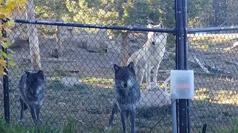 Wolves in West Yellowstone