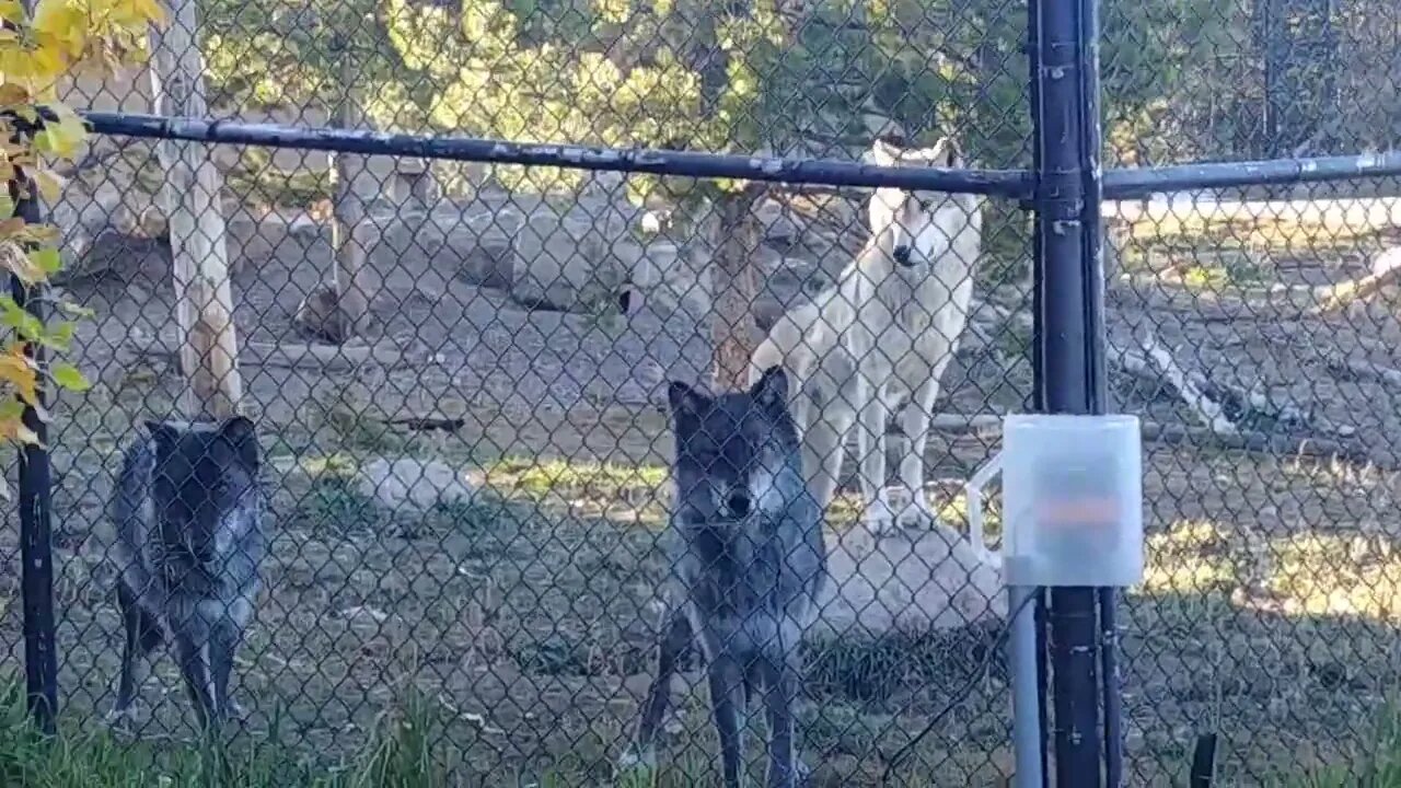 Wolves in West Yellowstone