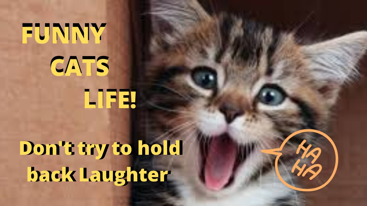 Life of cute and funny fluffy cats - Don't try to contain laughter 😹