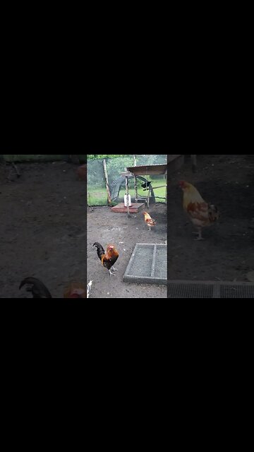 #Chickens doing Chicken stuff #homesteading #chickenlife