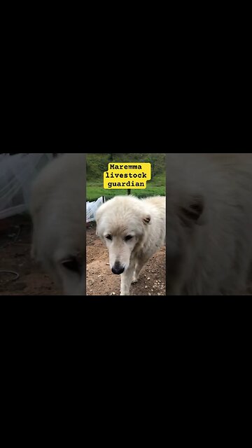 Maremma livestock guardian dog