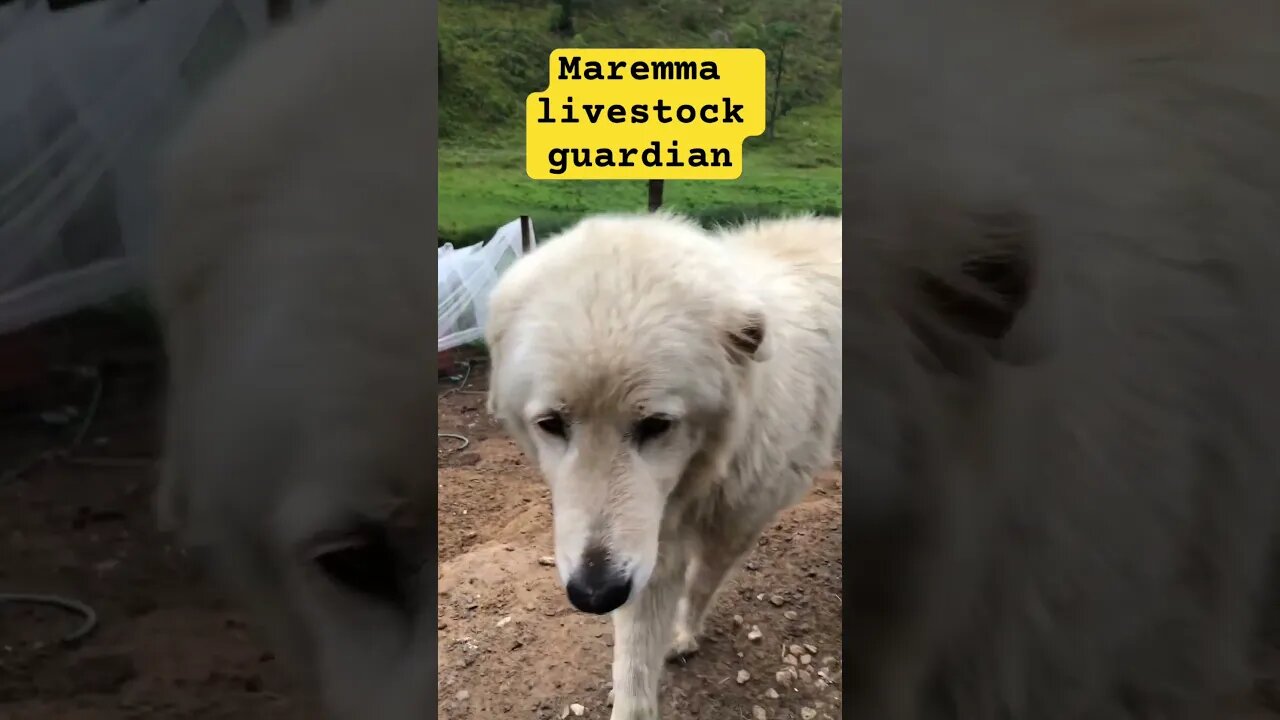 Maremma livestock guardian dog