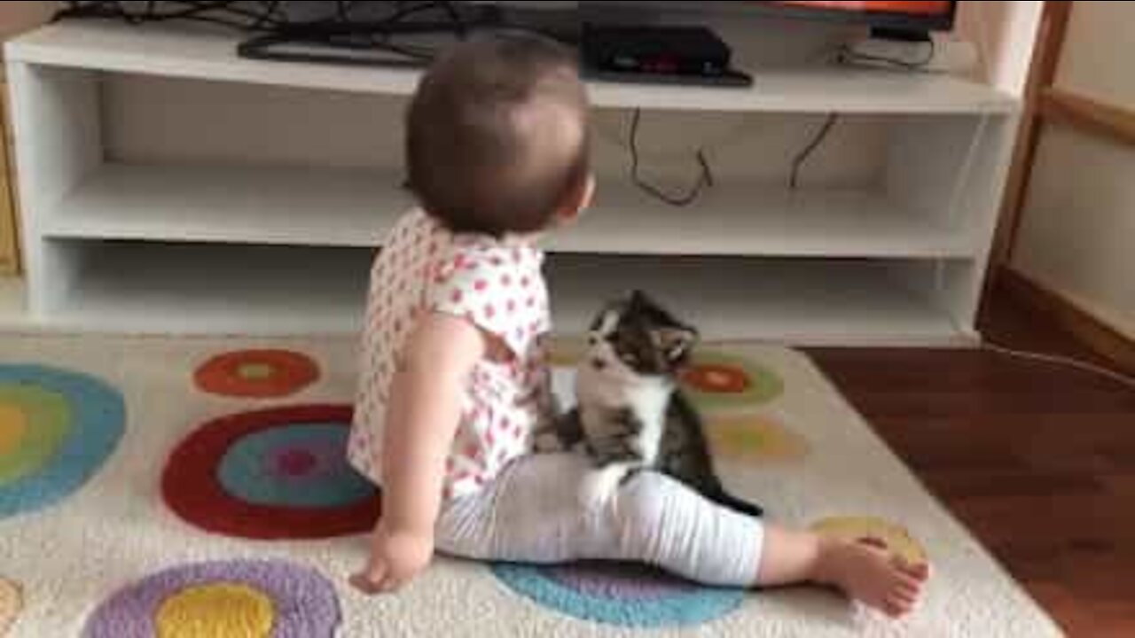 Gatinho faz de tudo para chamar a atenção de bebê