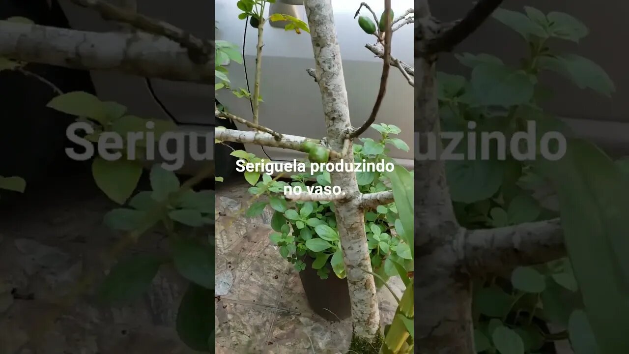 Pé de Seriguela produzindo no Vaso.